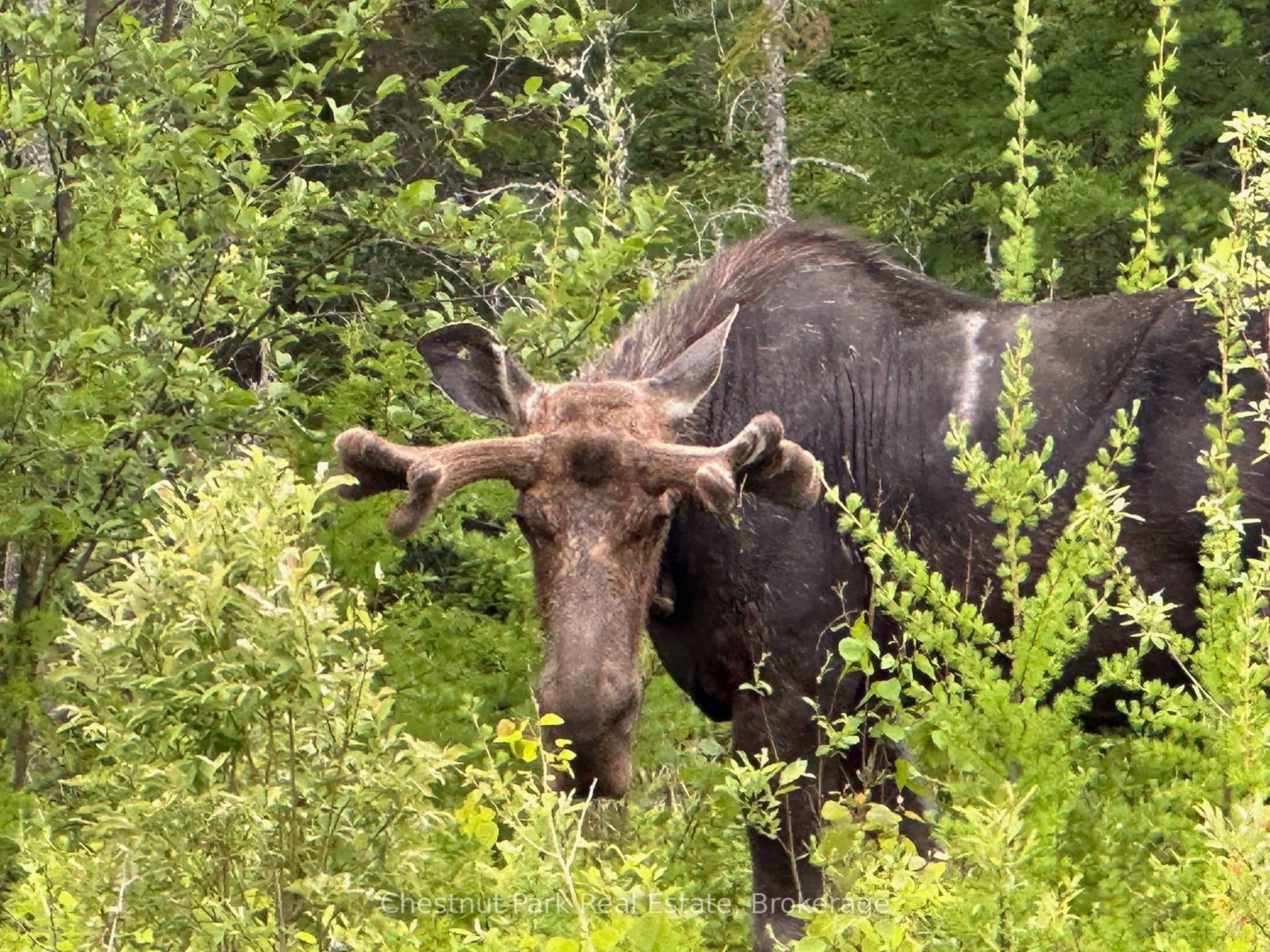 Abundant with wildlife