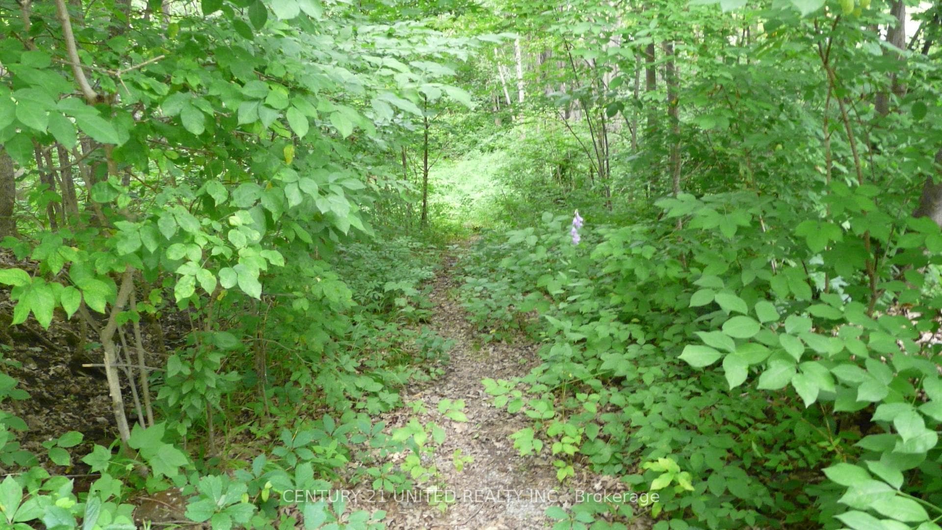 96 Blue Jay Lane photo 13