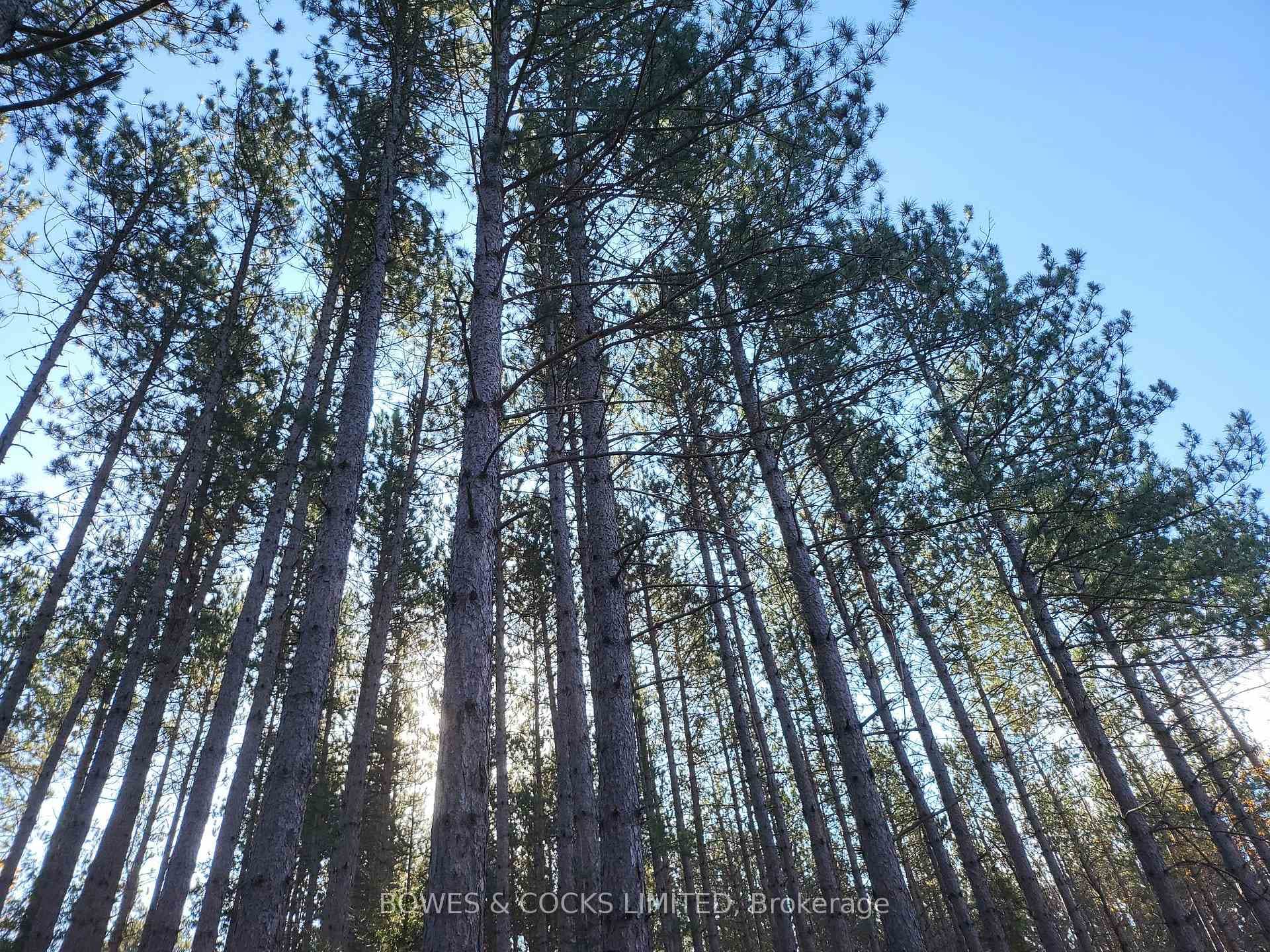Tall Pines
