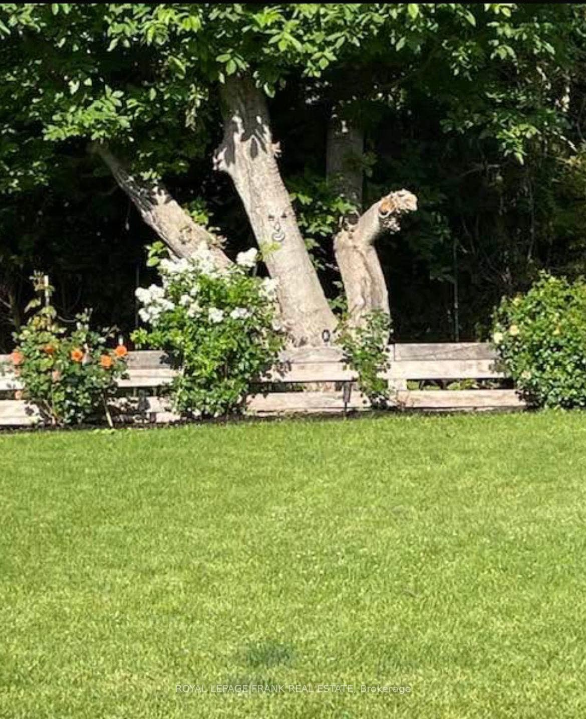 Back of Yard
