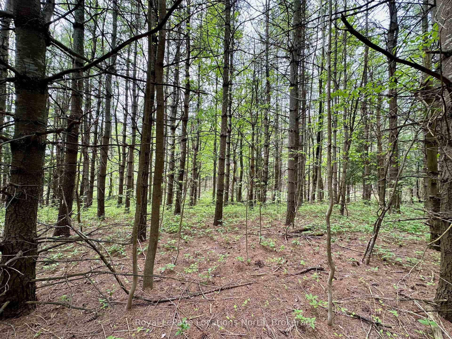 High & dry pine forest