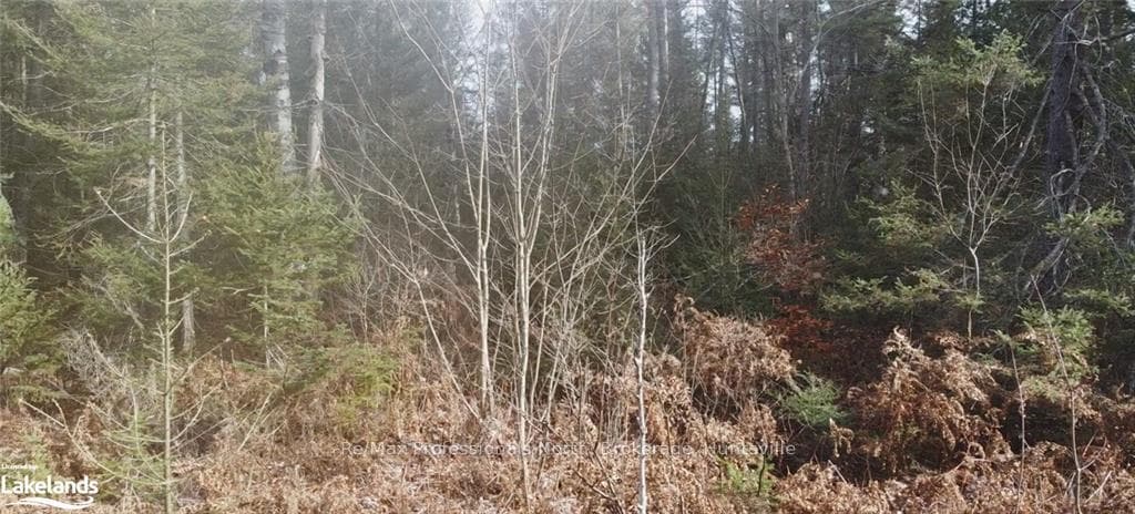 Treed Lot