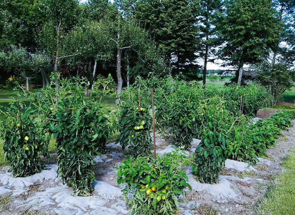 Thriving tomato plants.