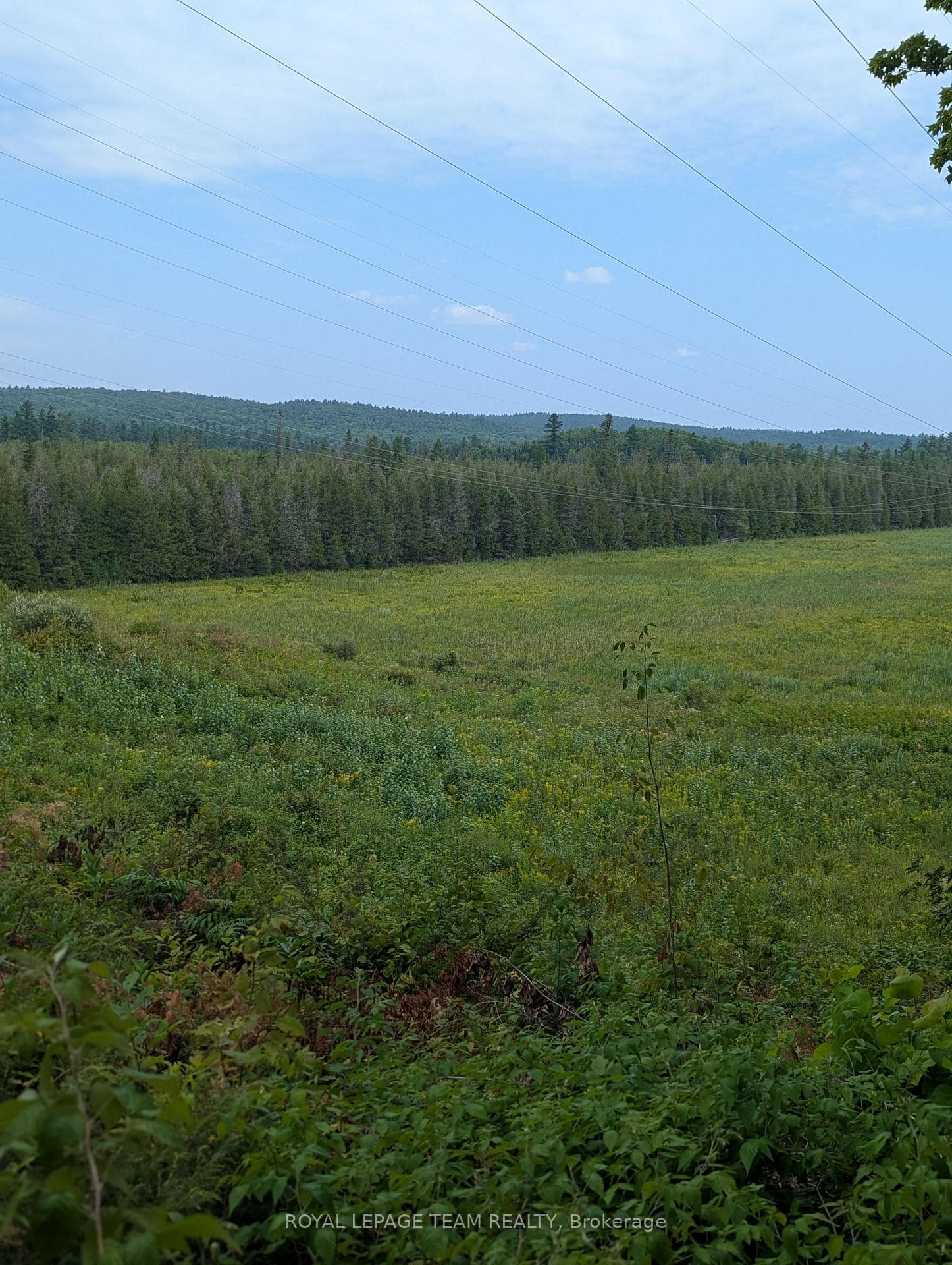 Meadow