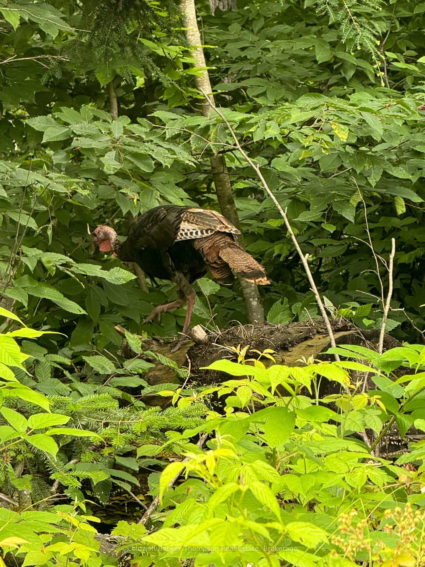 Visitor