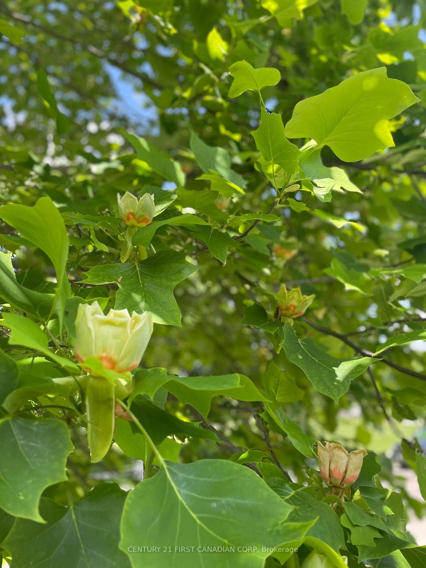 Flowering tulip tree on front lawn
