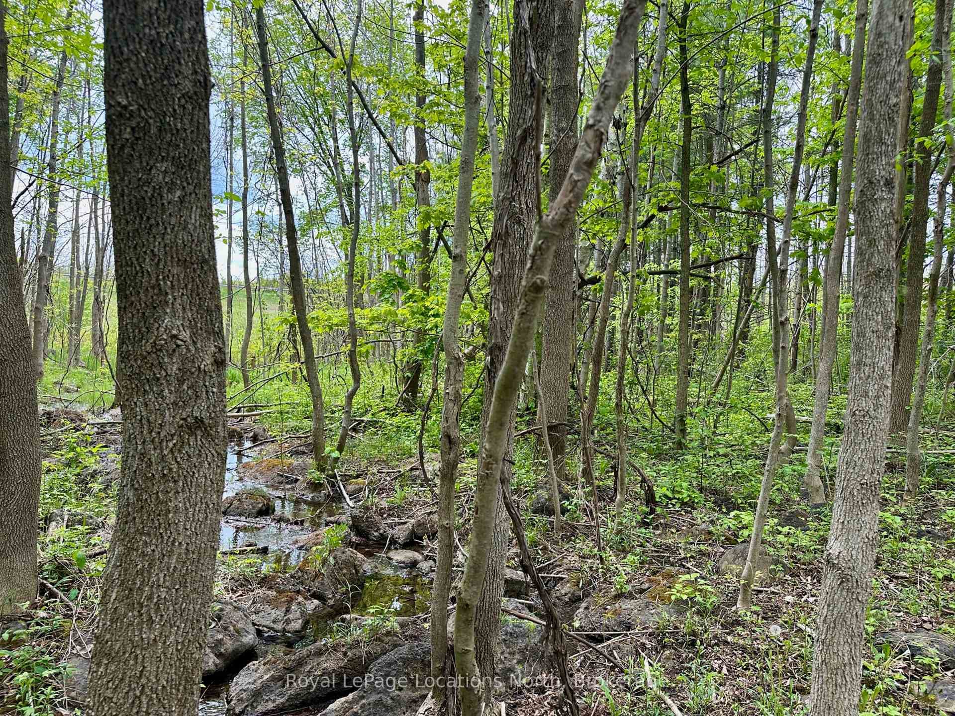 Artesian Spring