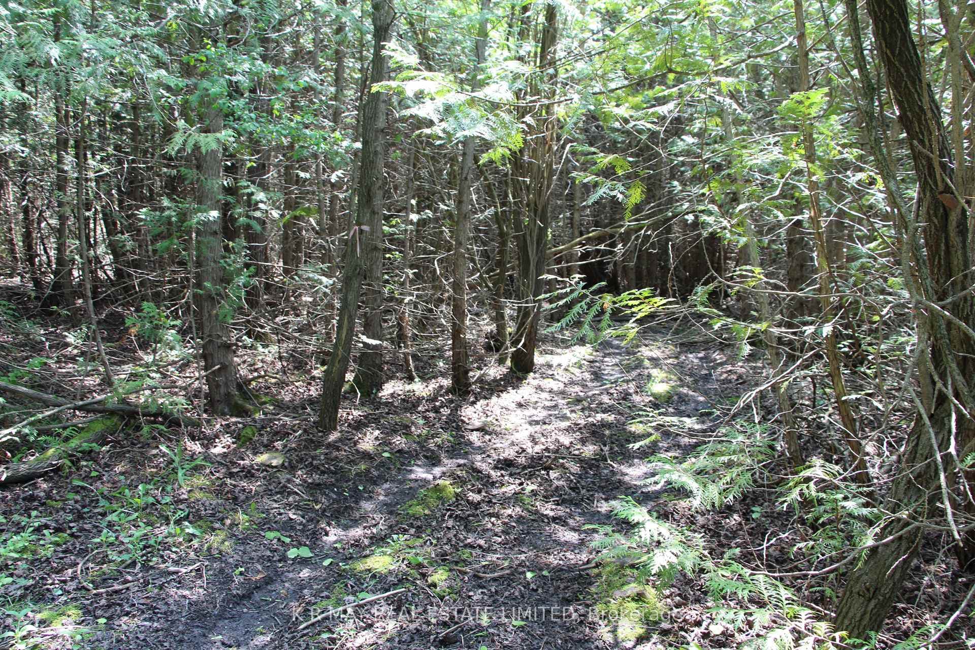 mixed bush for forest bathing,hiking, etc.