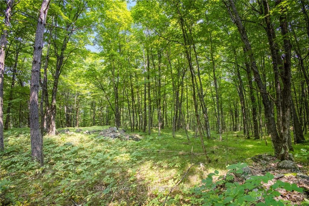 0 WADDLE CREEK Road photo 17