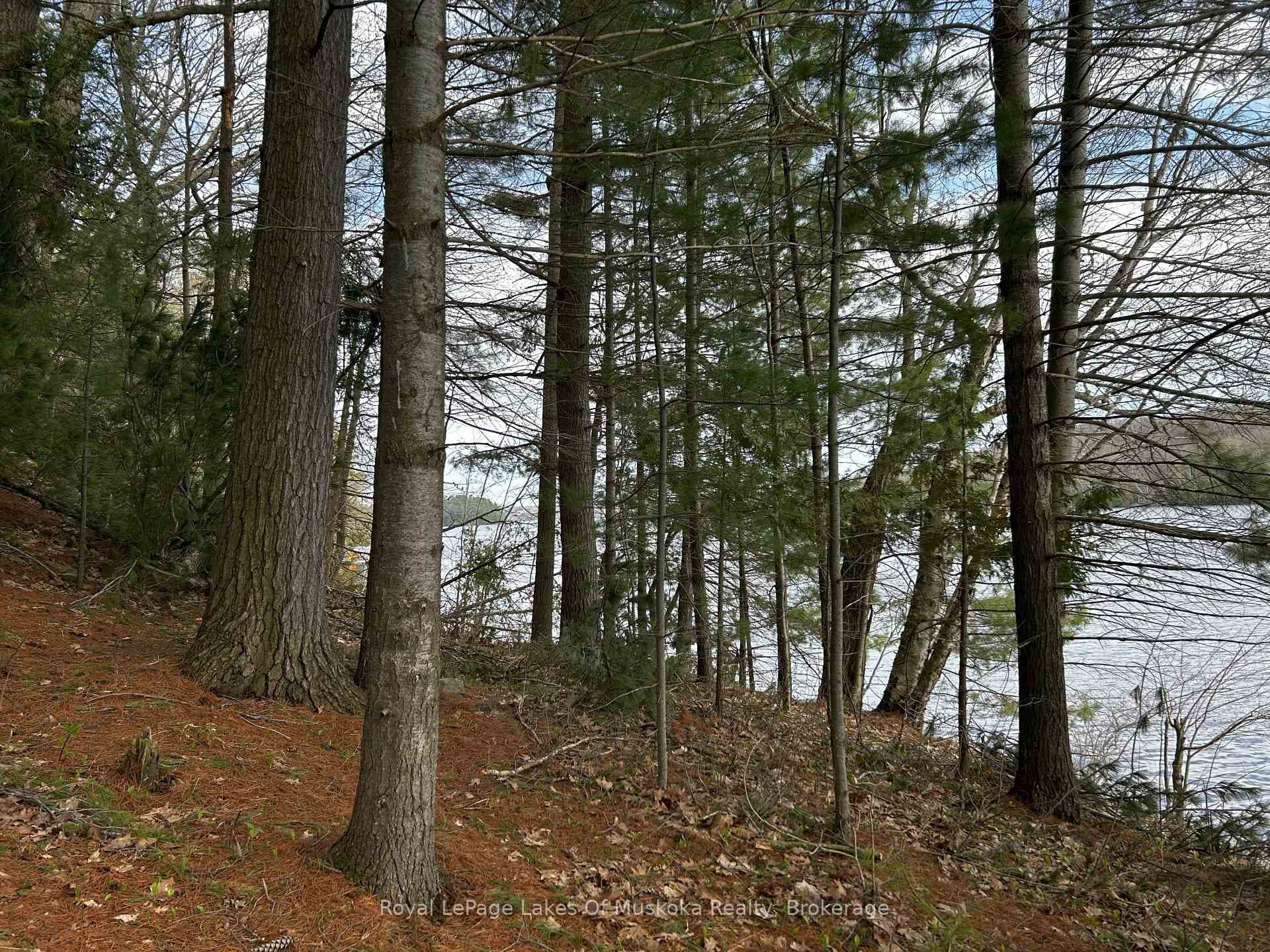 Lovely Mixed Woodland for Privacy