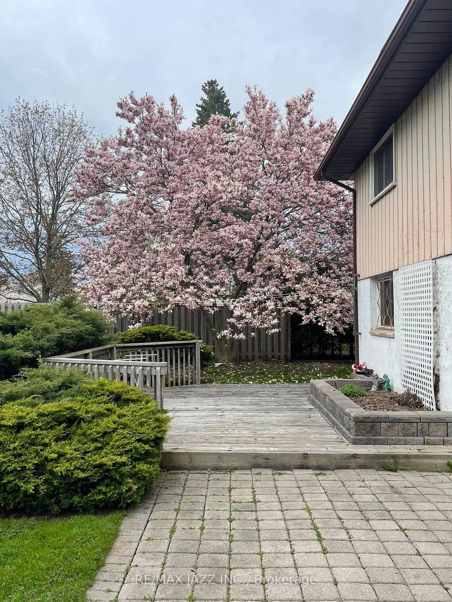 Spring Shot of Gorgeous Magnolia Tree in Bloom
