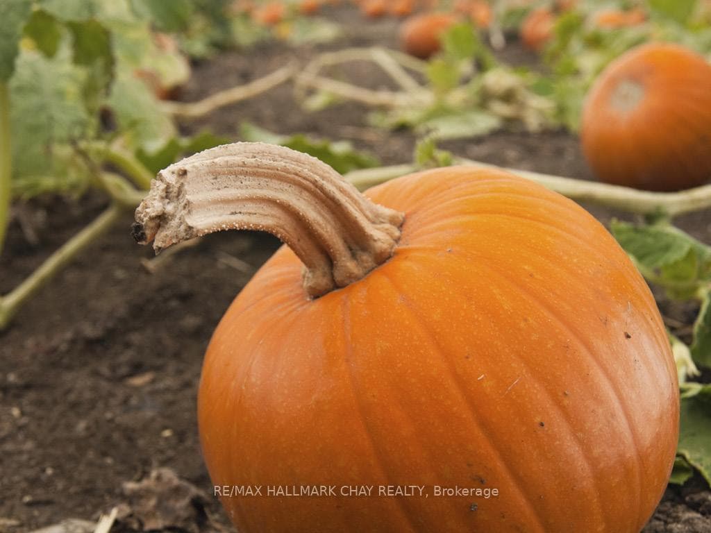 Pumpkin Patch