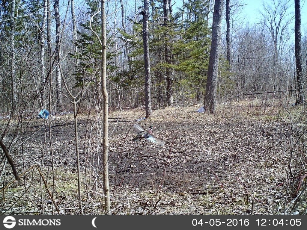 0 LILAC ROAD AT PIGEON LAKE ROAD N/A photo 18