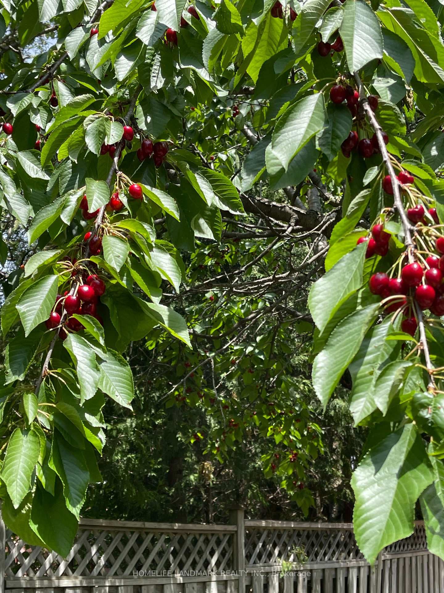 Backyard cherry tree