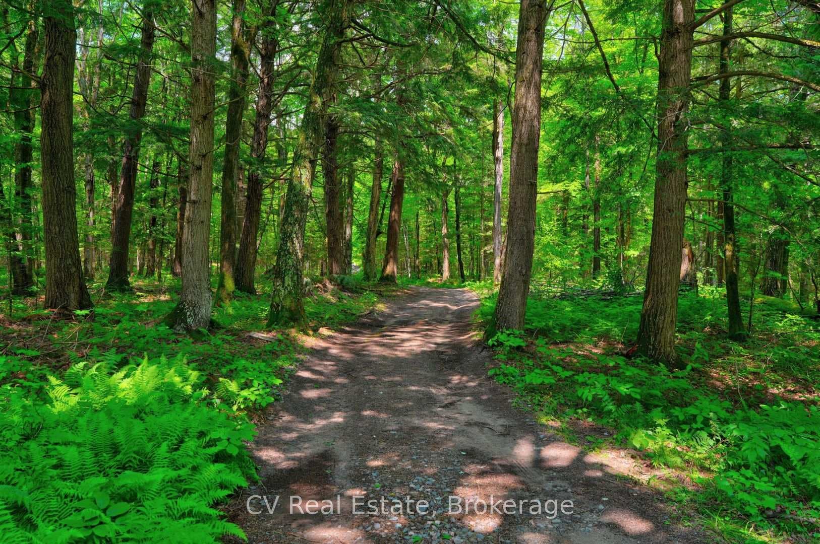 Enchanting forest