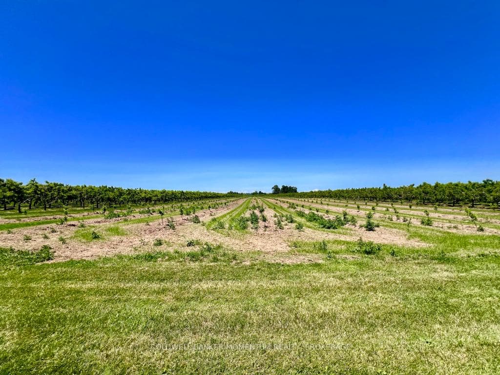 Peach orchards
