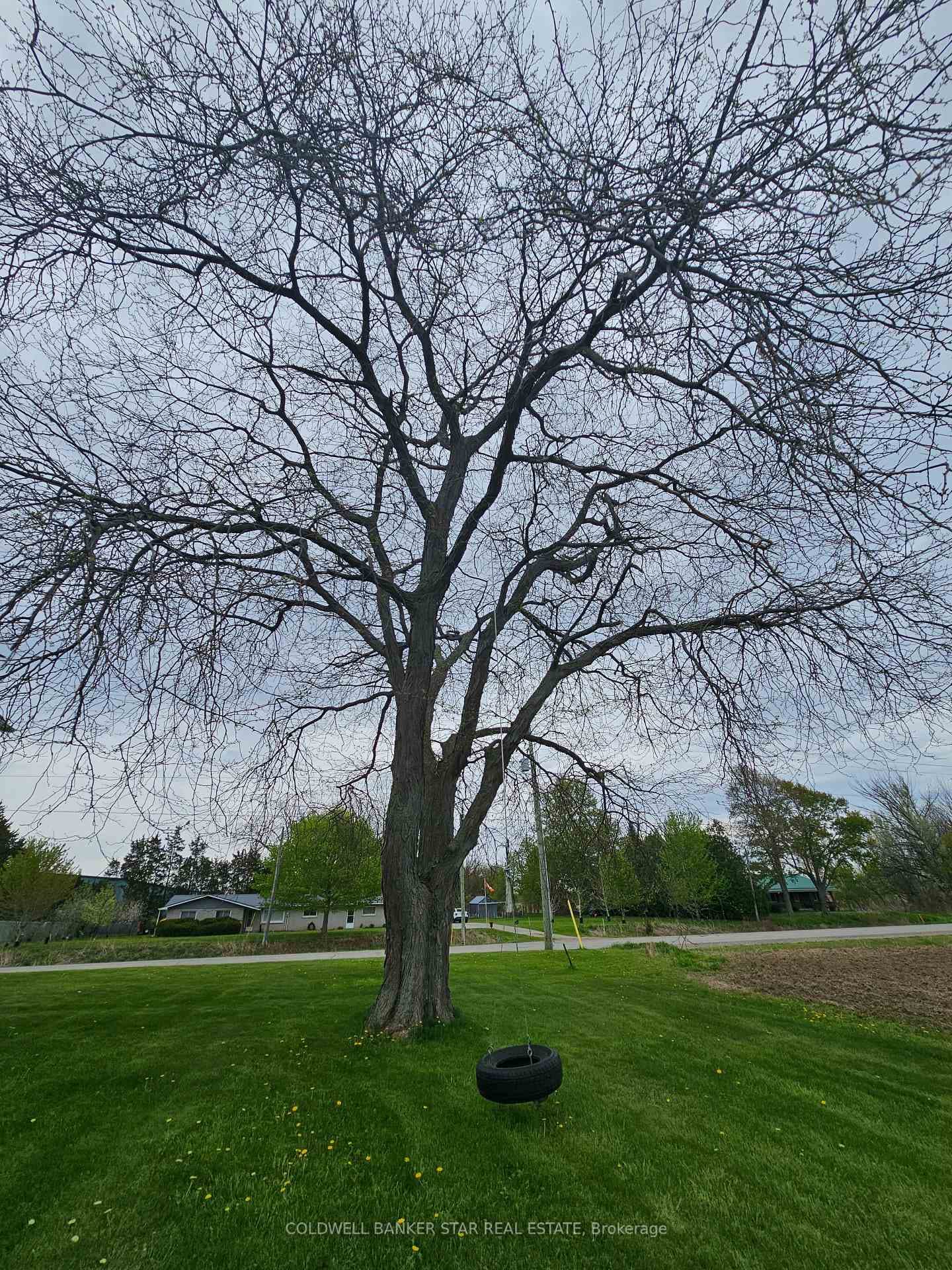Tire swing