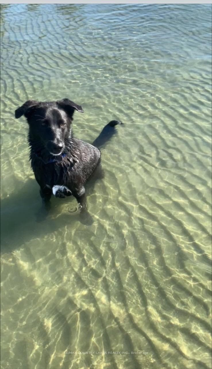 Clients Dog :) Featuring Sandy shoreline