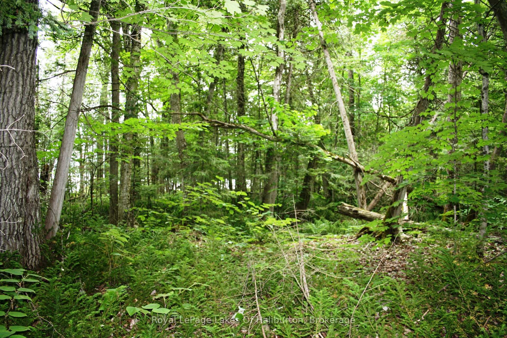 0 SOUTH BEAVER LAKE Lane photo 14