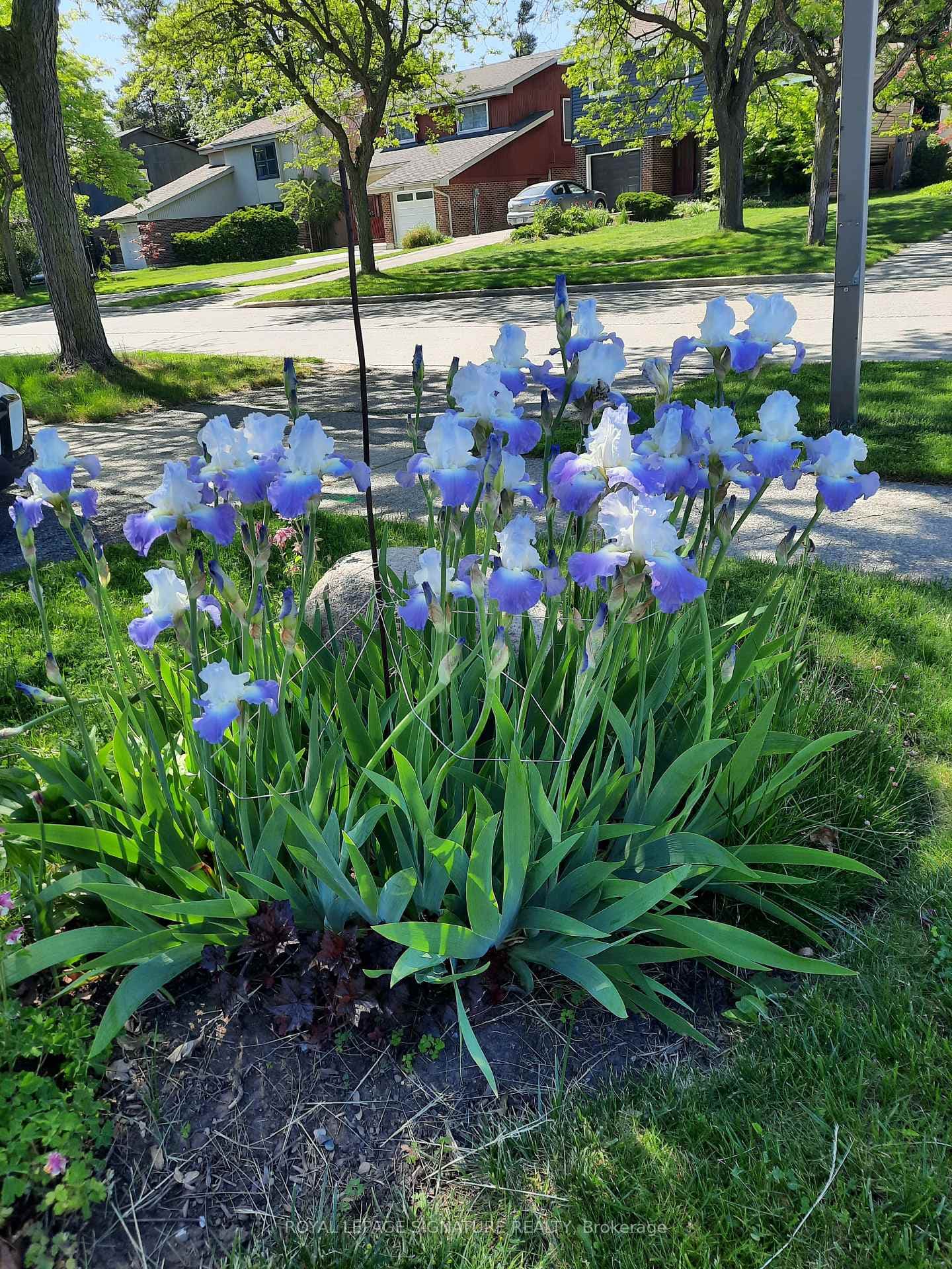 Garden Perennial