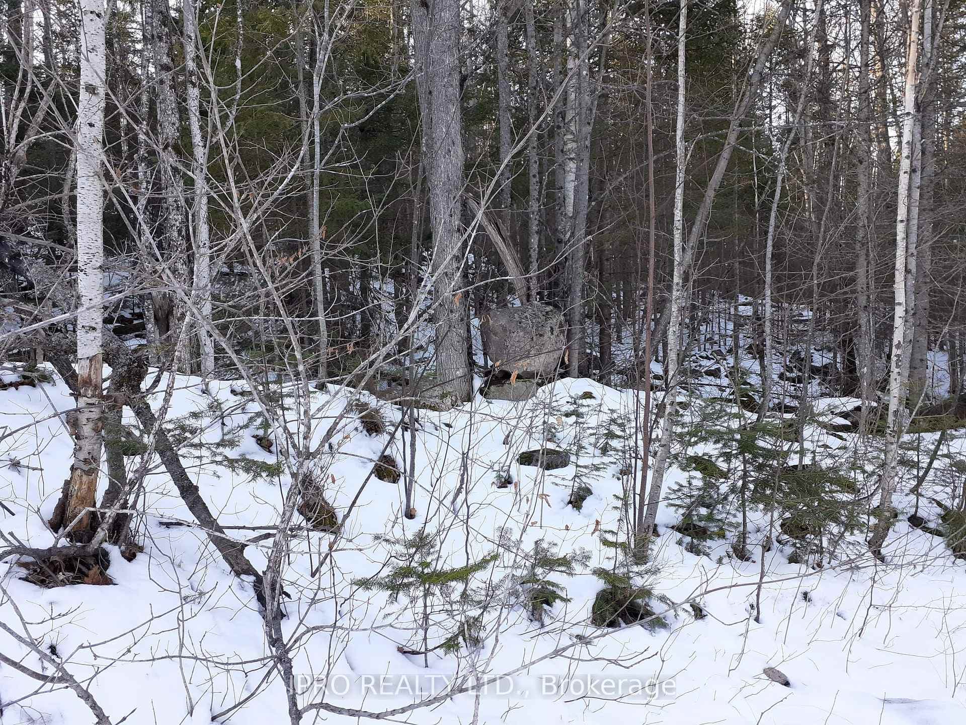 6491 Opeongo Road photo 33