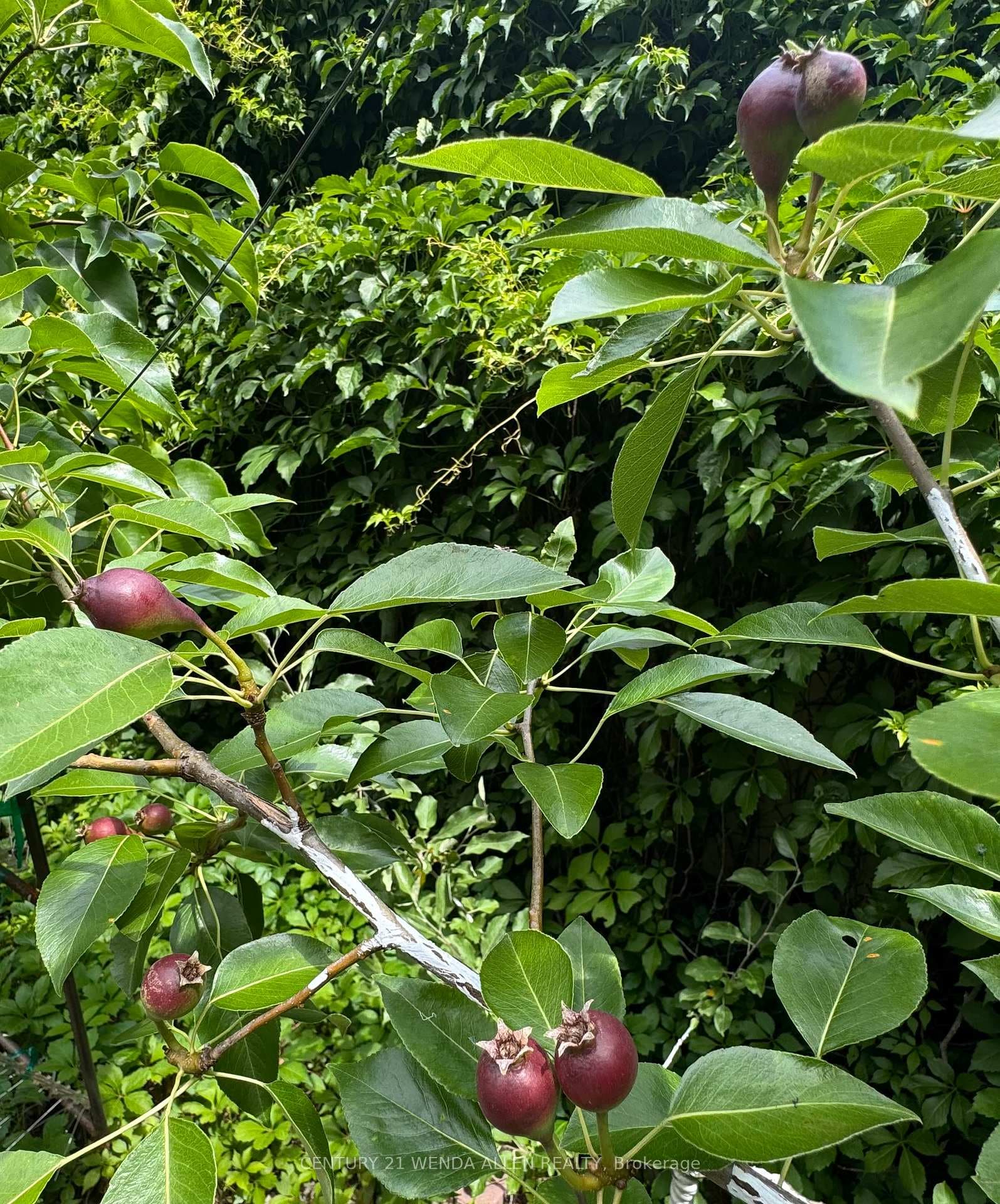 Pears