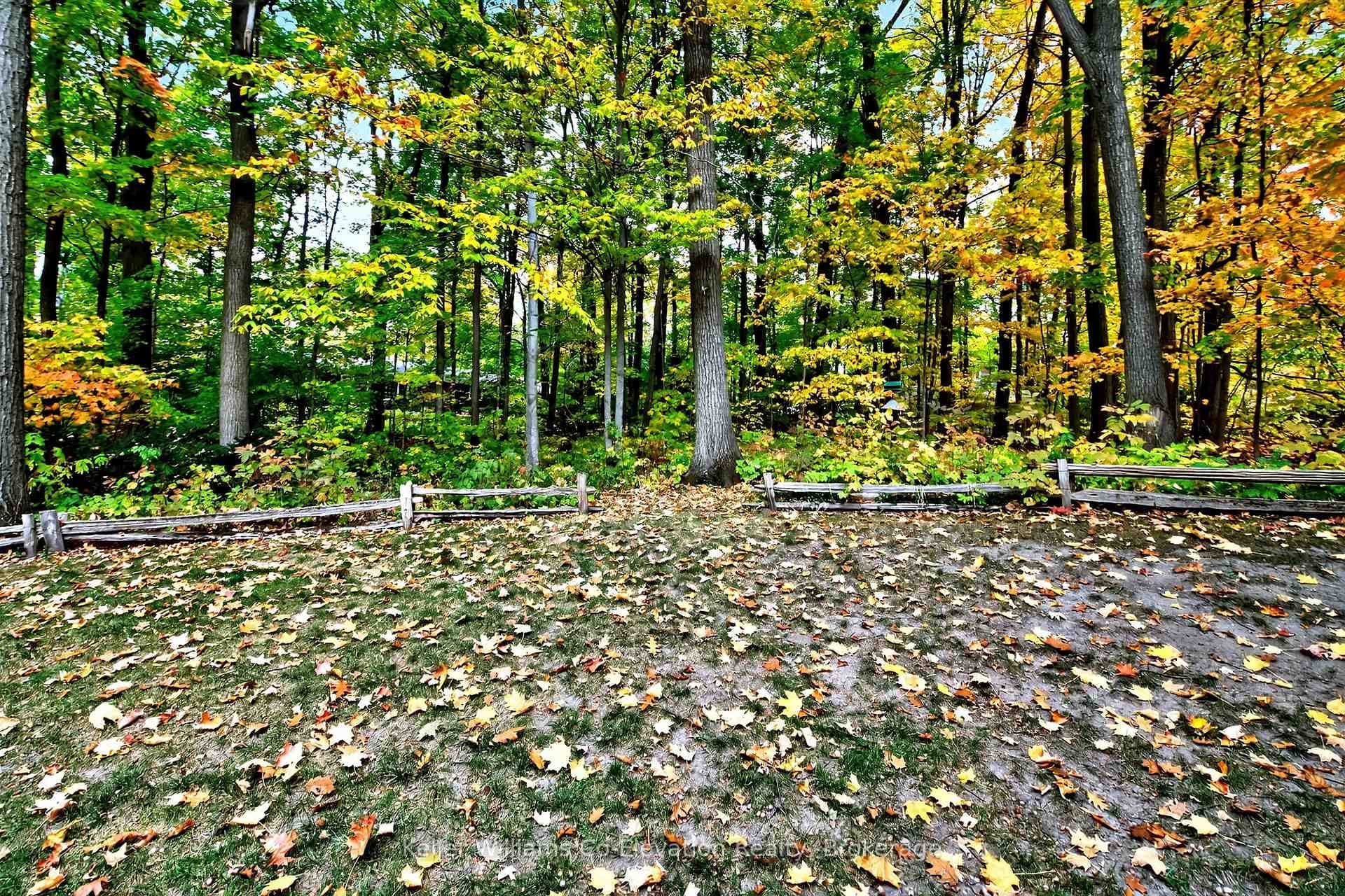 Back Yard - Lot Line into Trees