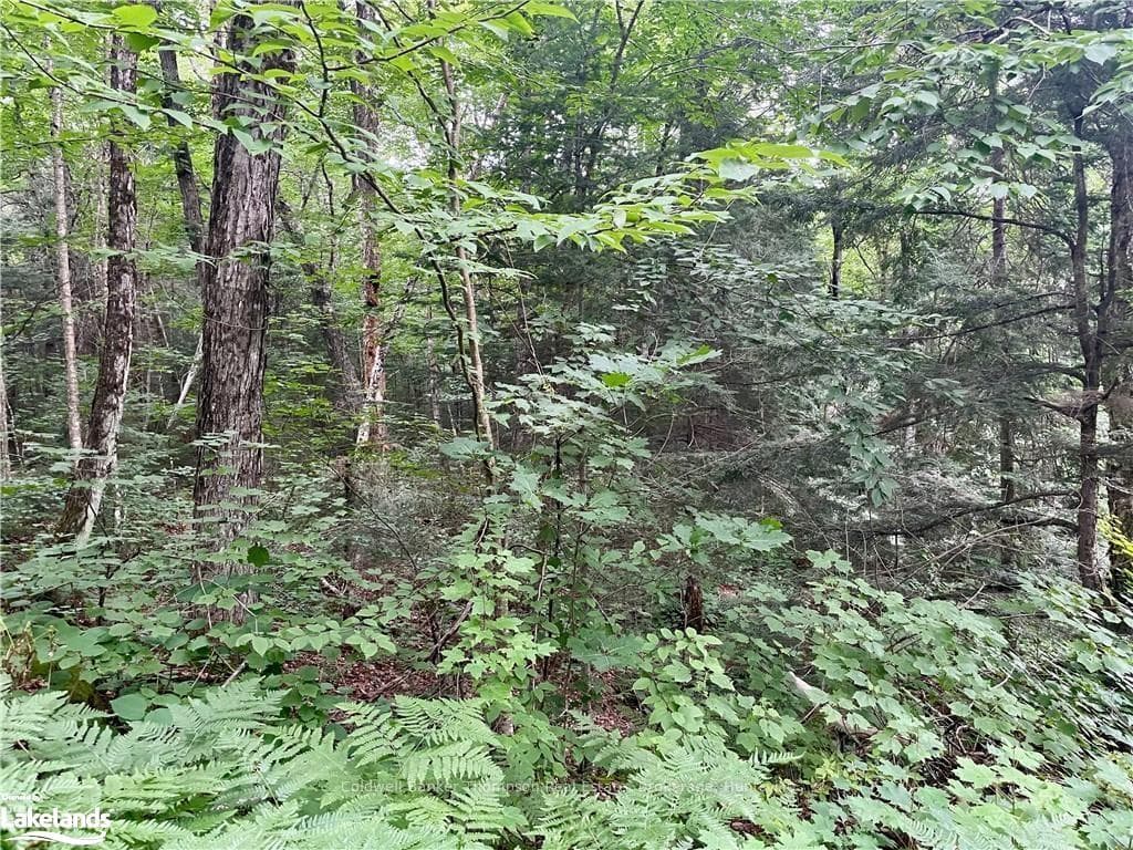 0 CEDAR Lane photo 3