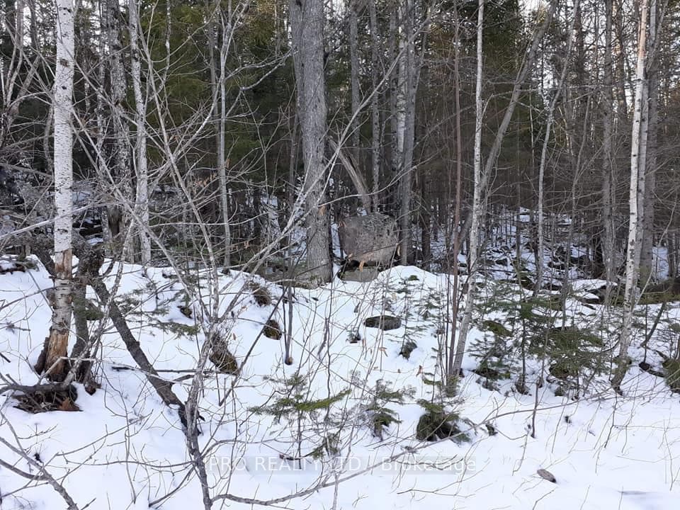 6491 Opeongo Road photo 7