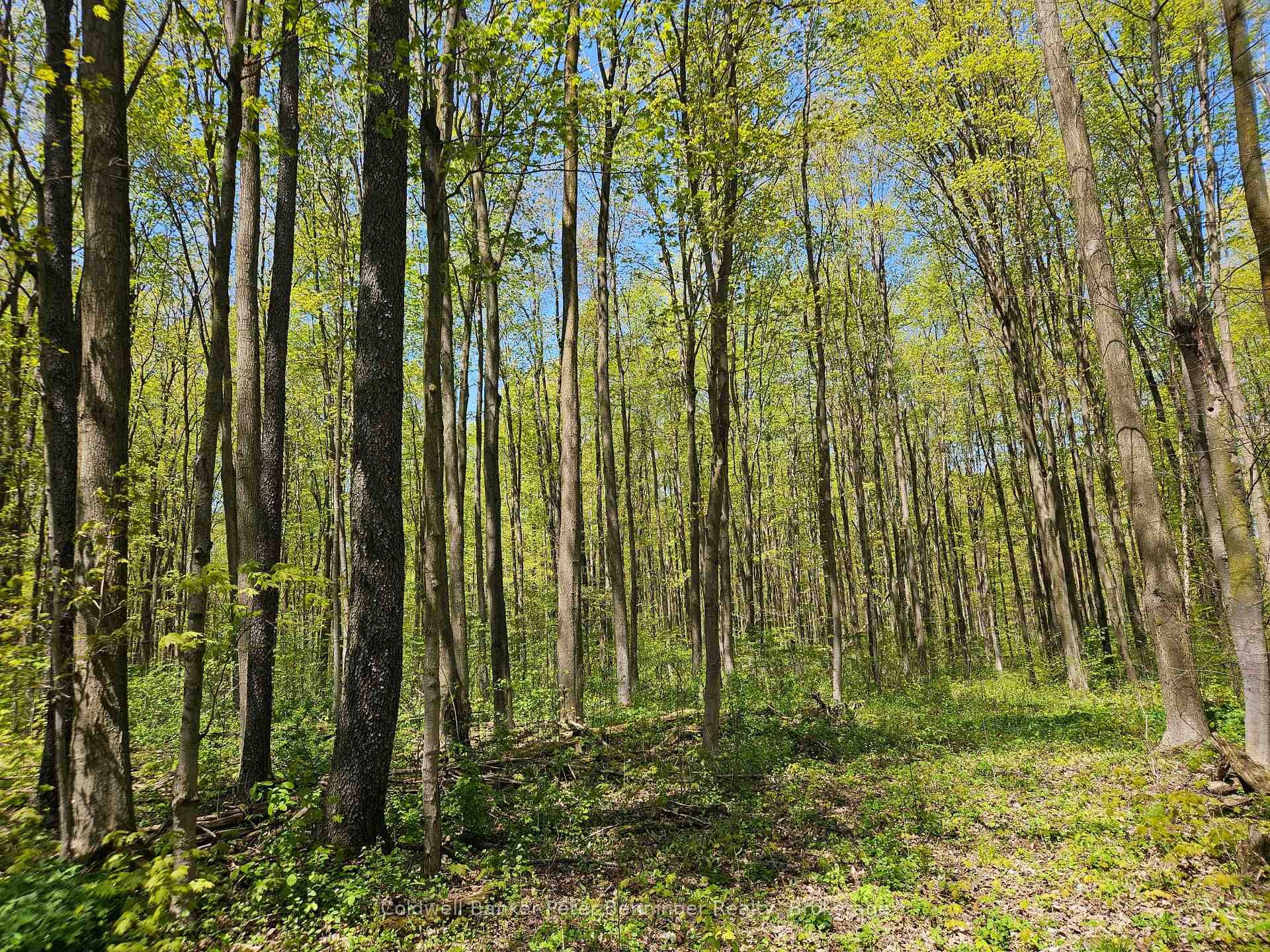 181463 12 Concession photo 28