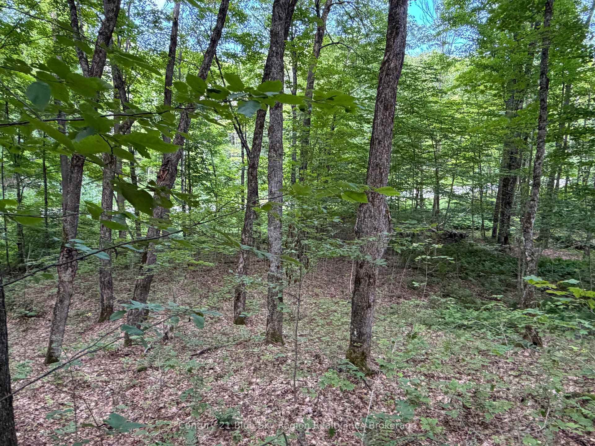 Part Lot 11 & 12 Chikopi Road photo 8