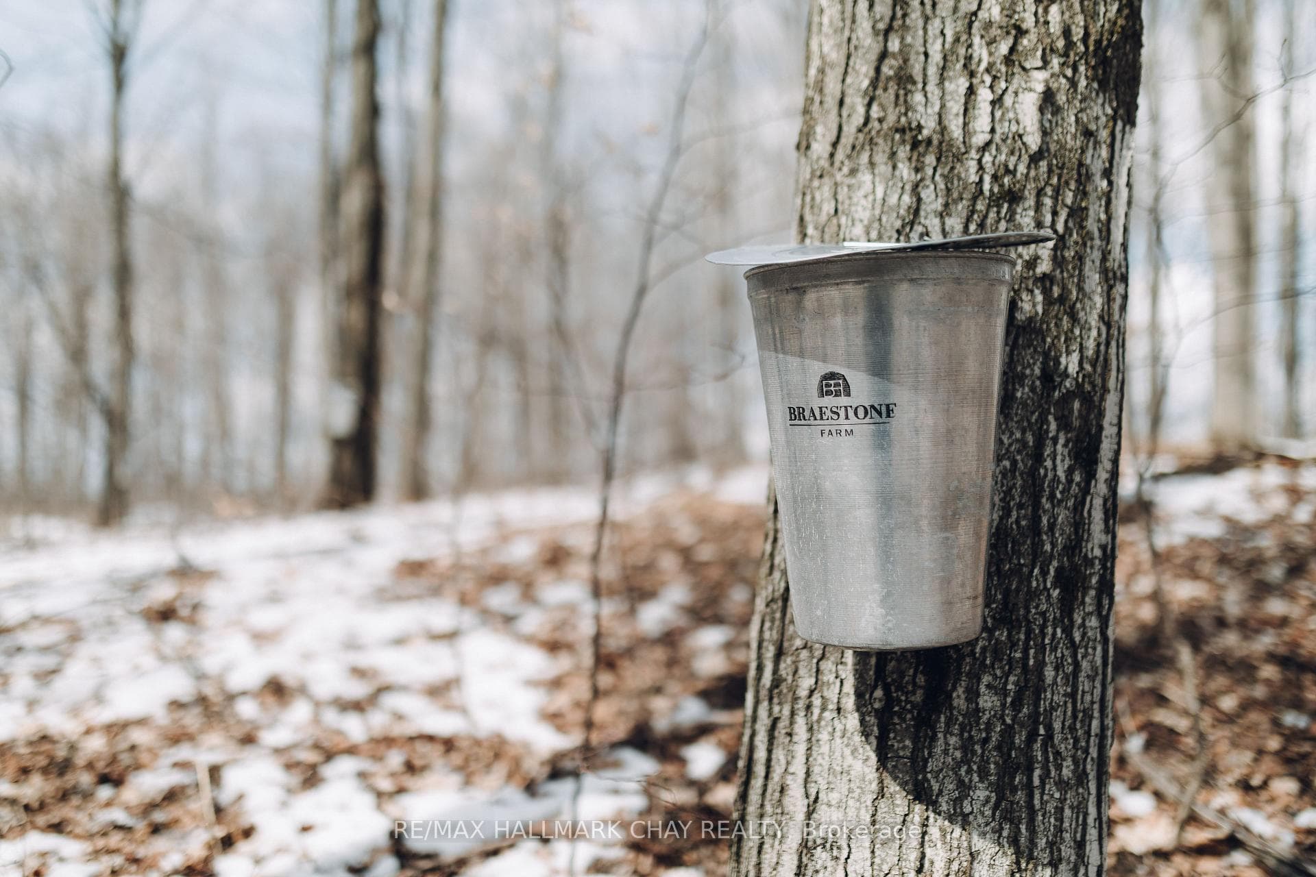 Maple Sugar Shack
