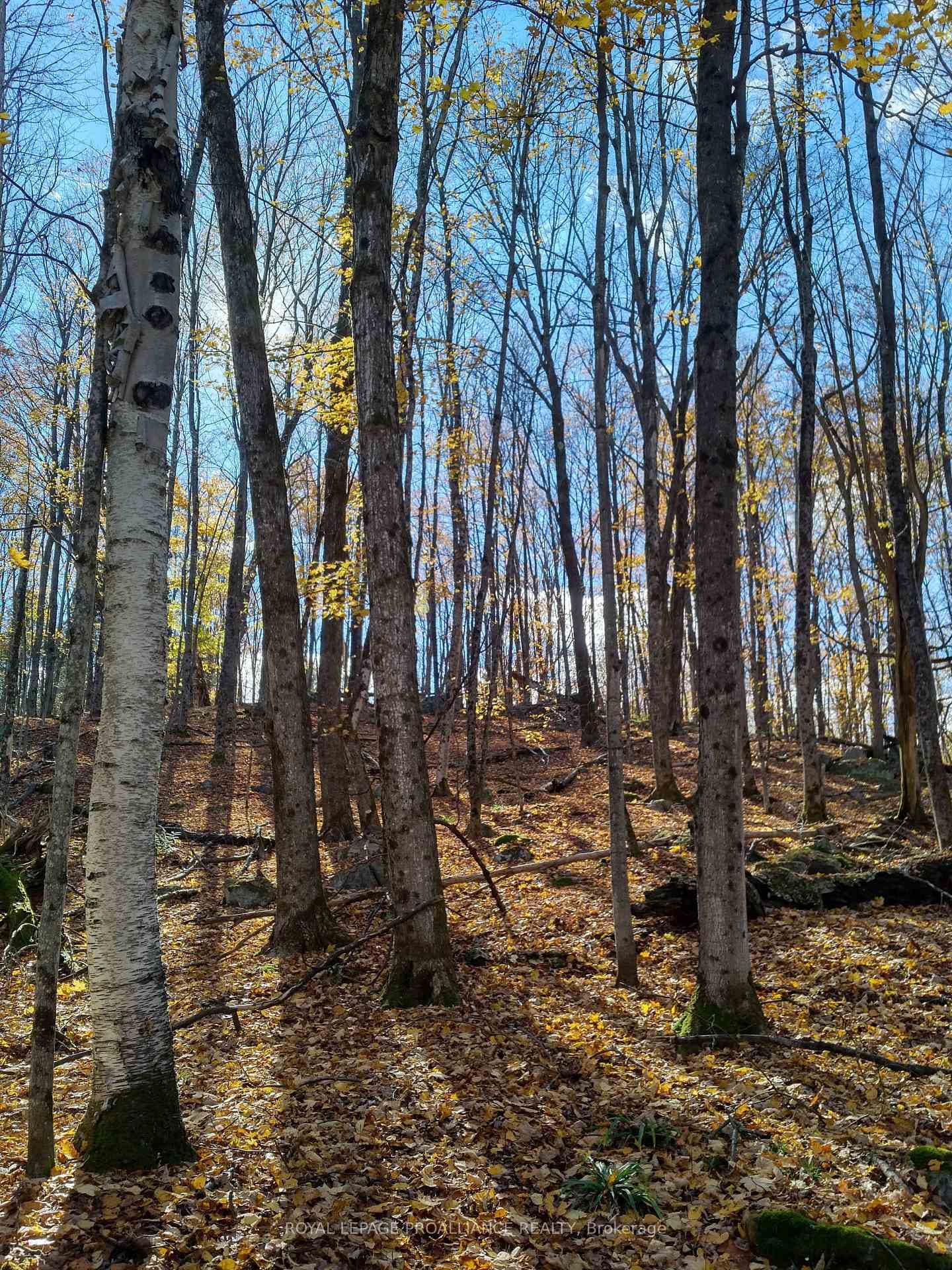 0 Wintergreen Road photo 19
