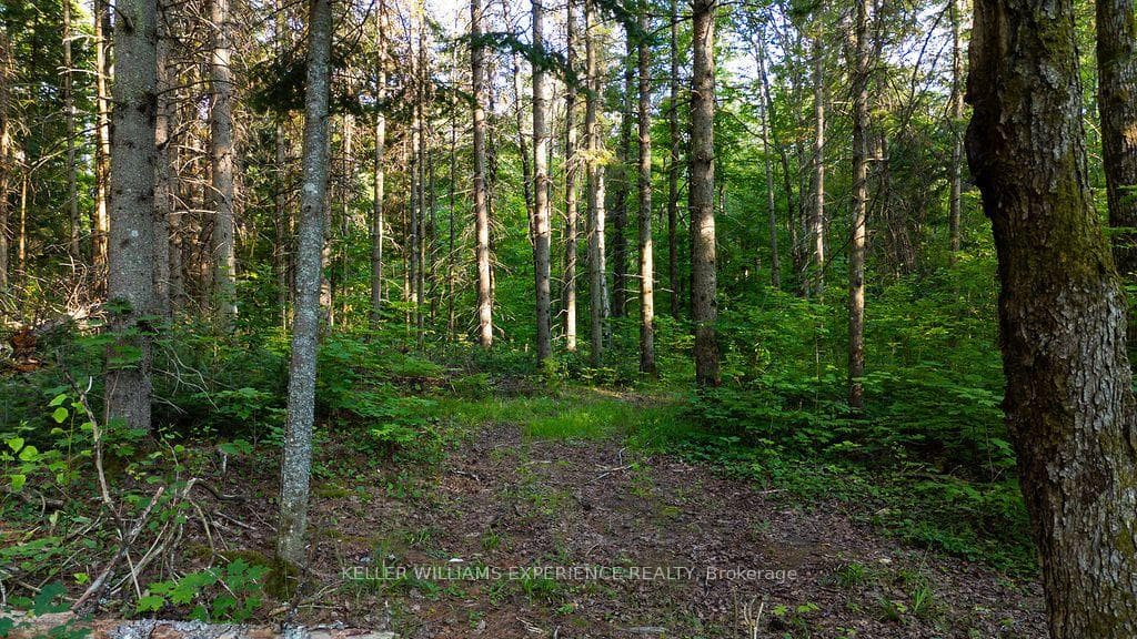 2101 Ahmic Lake Road photo 26