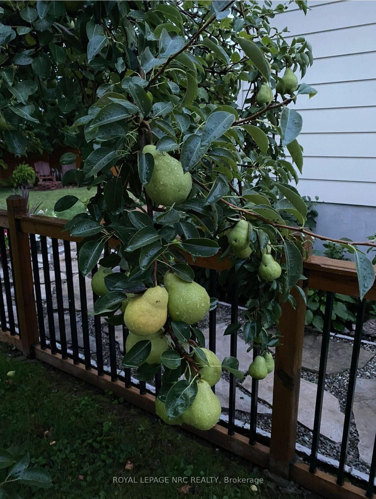 Pear tree in back yard