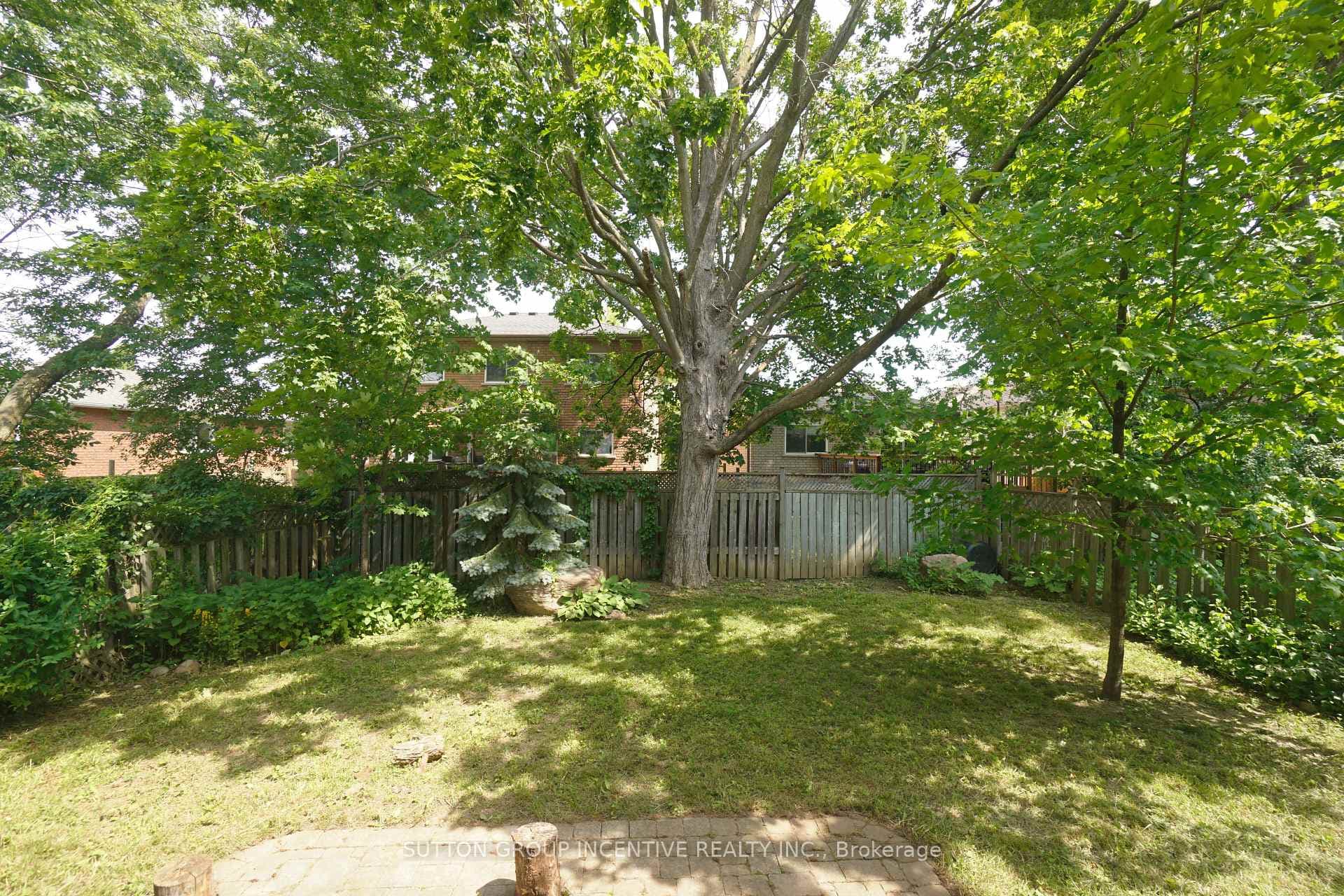 huge maple tree in rear yard