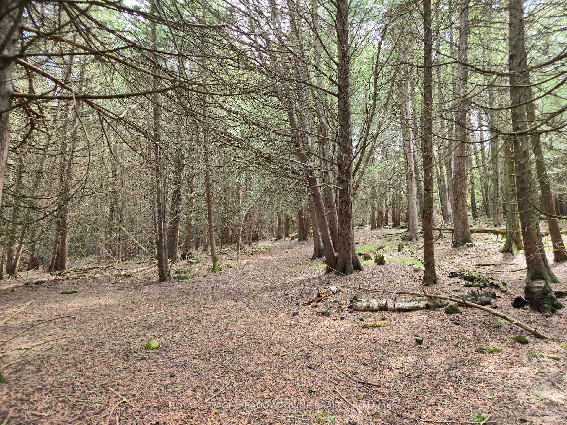 Enchanting Forest Trails