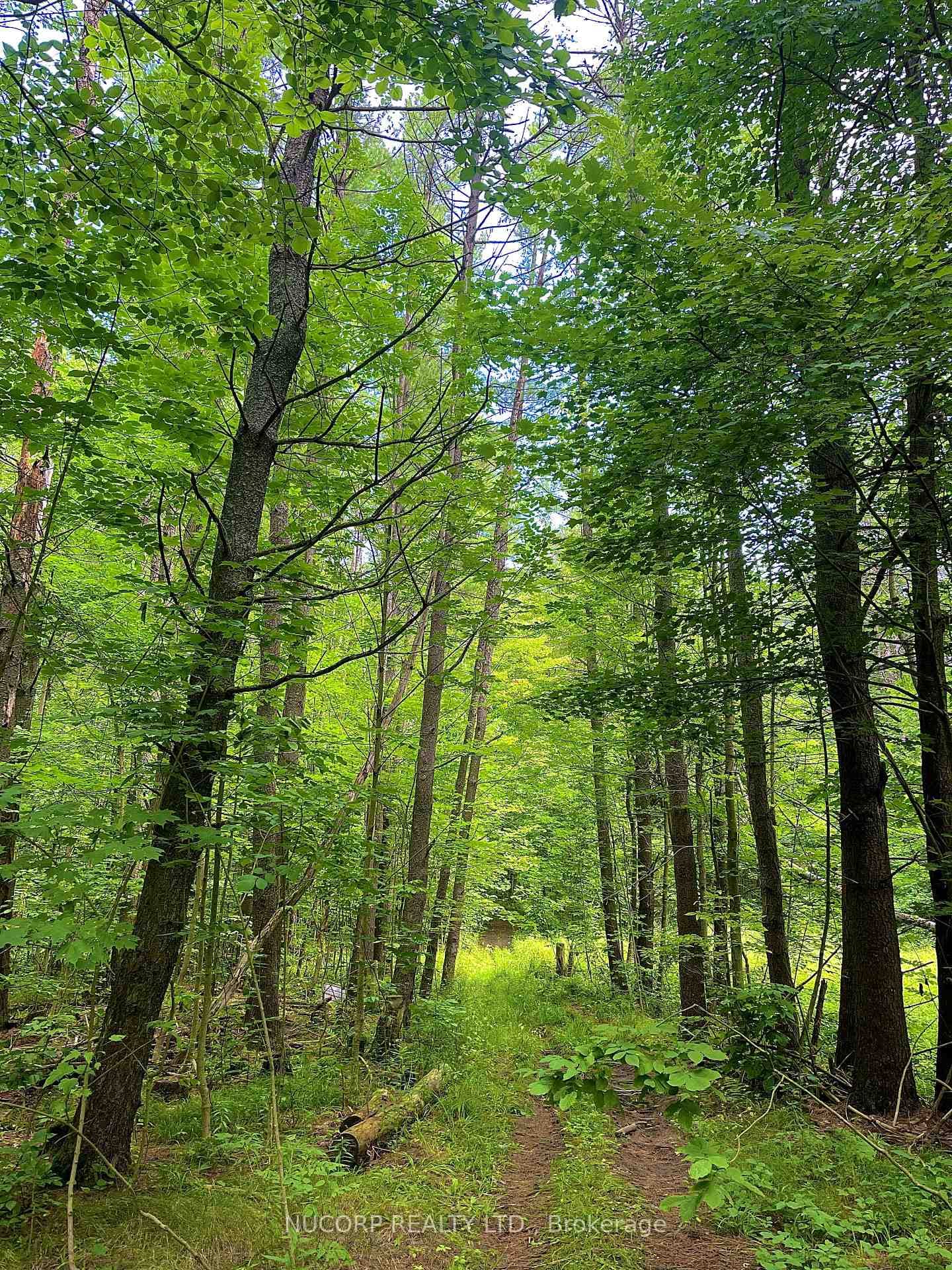 Lush Mature Trees