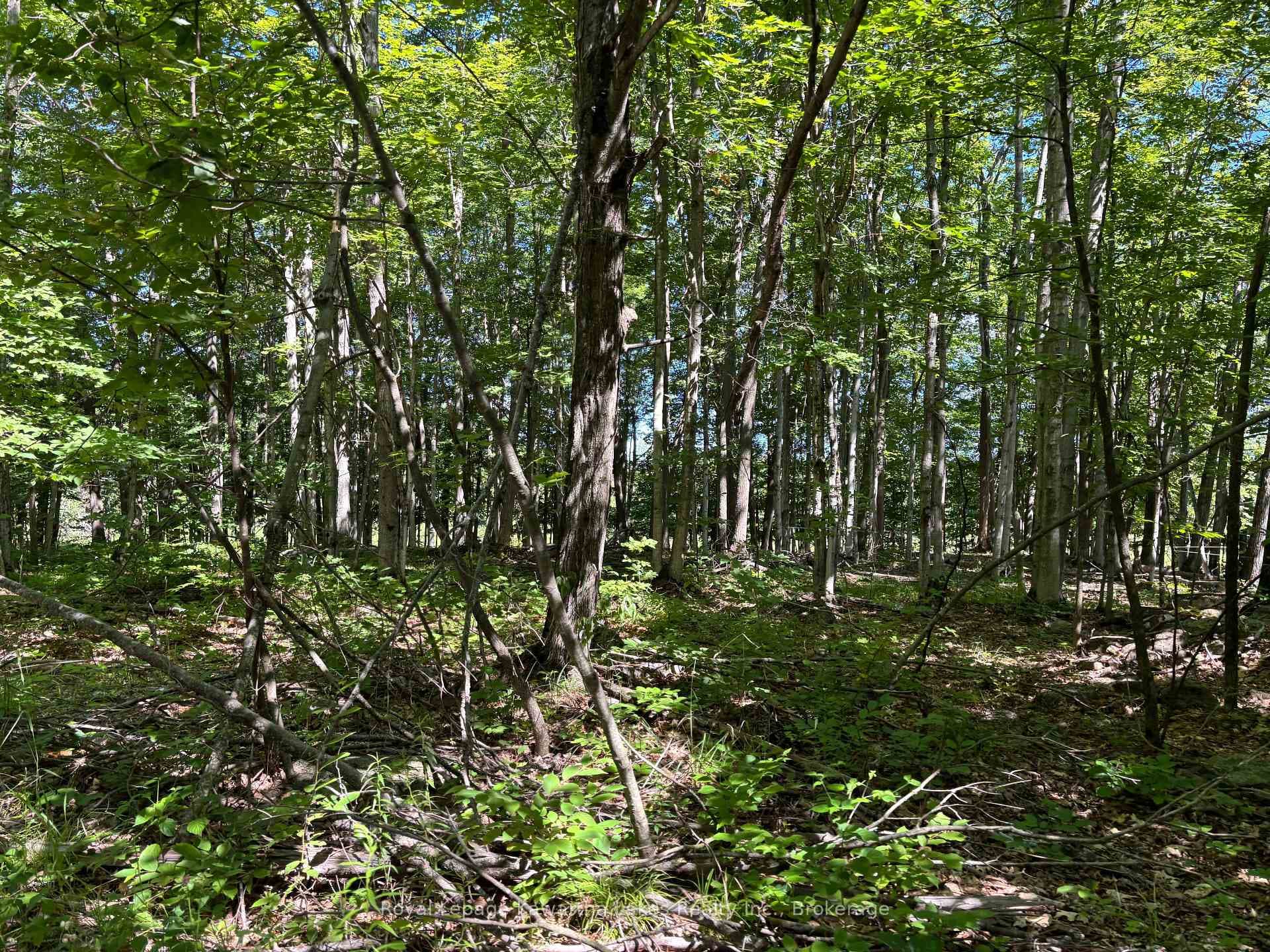 164 Sugar Bush Road photo 31