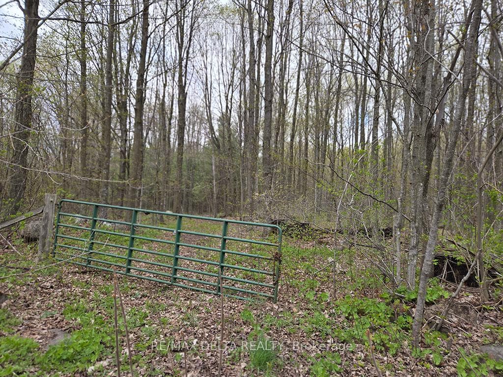Mixed forest.