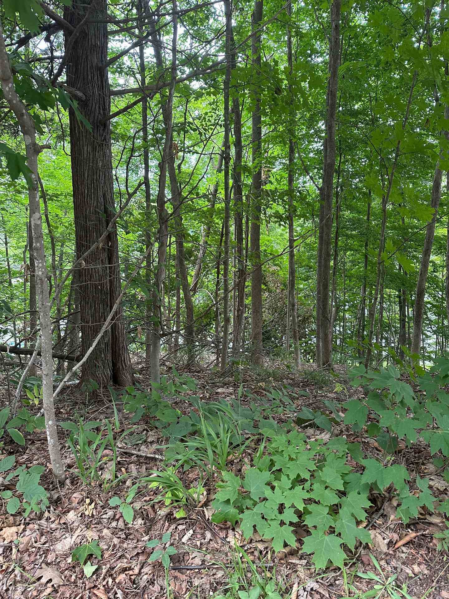 0 SILVER ROCK Lane photo 3
