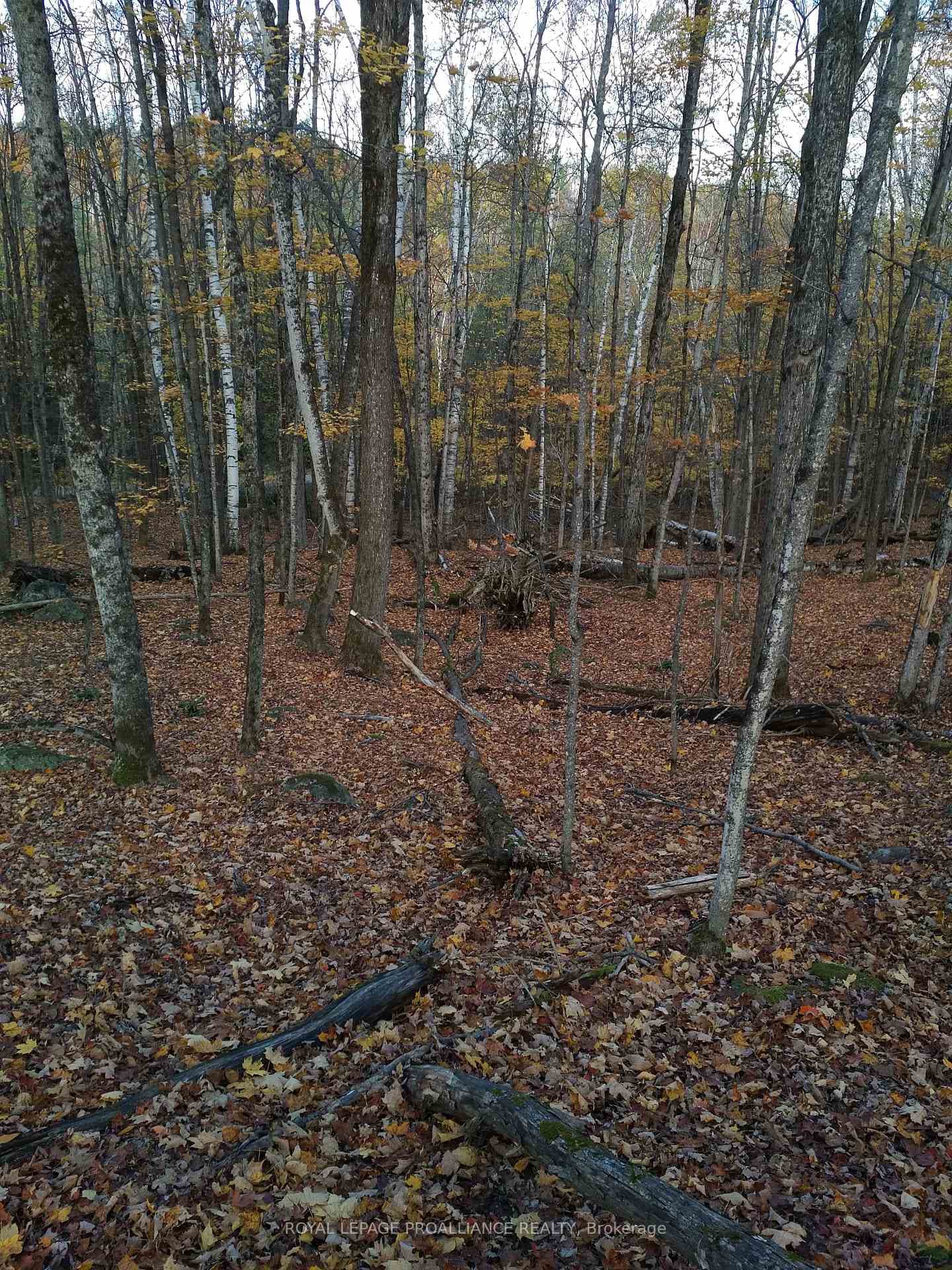 0 Wintergreen Road photo 21
