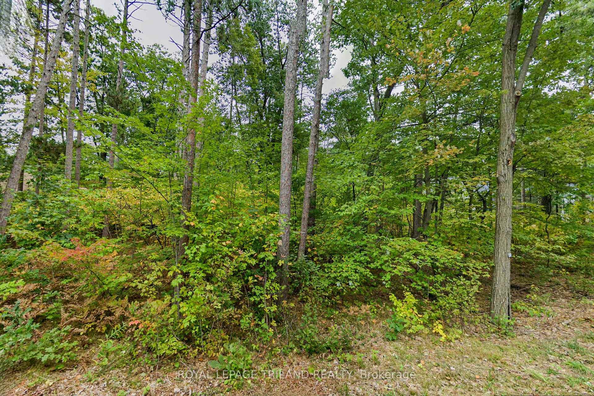 Wooded lot with mature trees