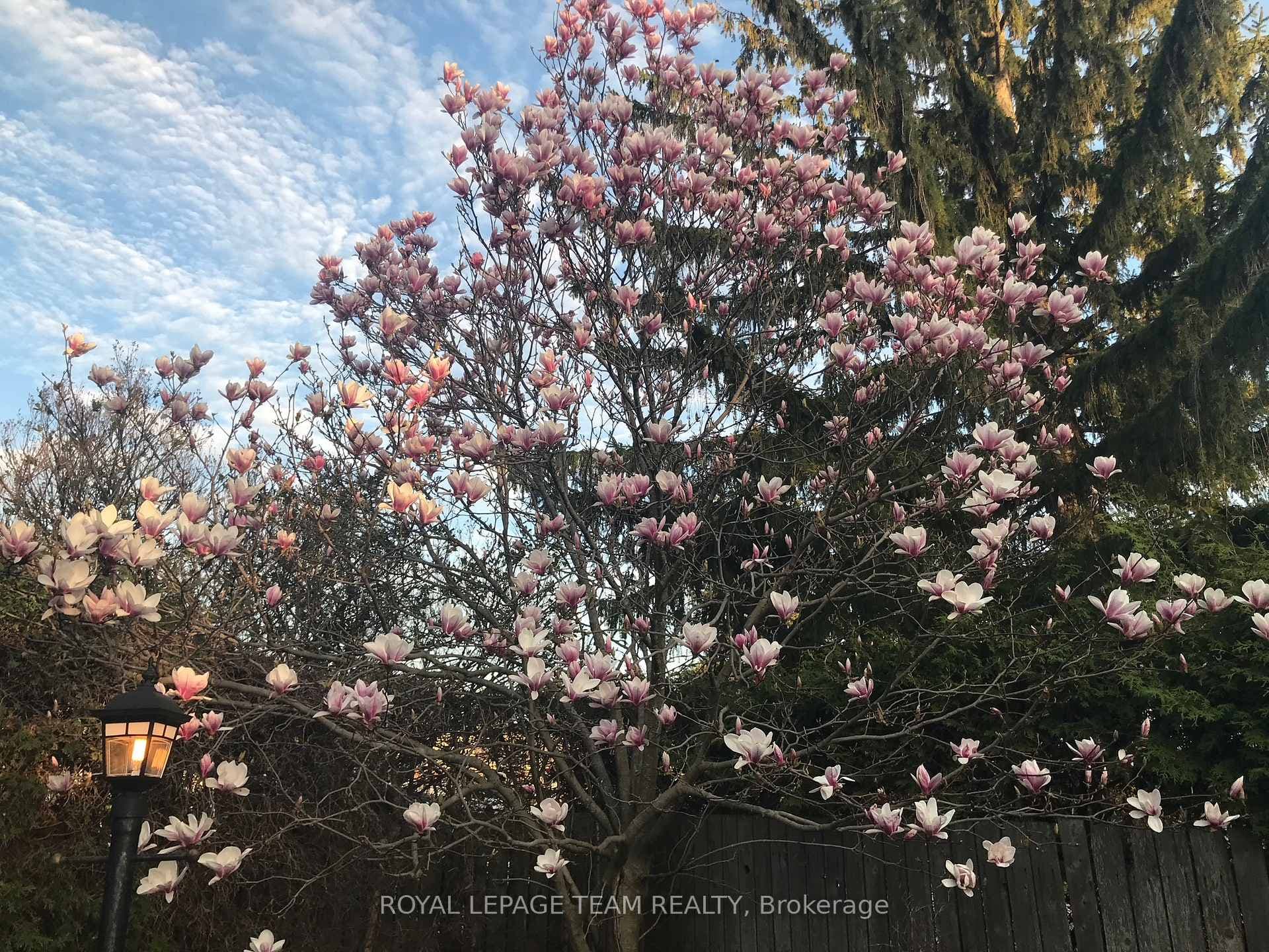 Gorgeous tree in corner of the yard