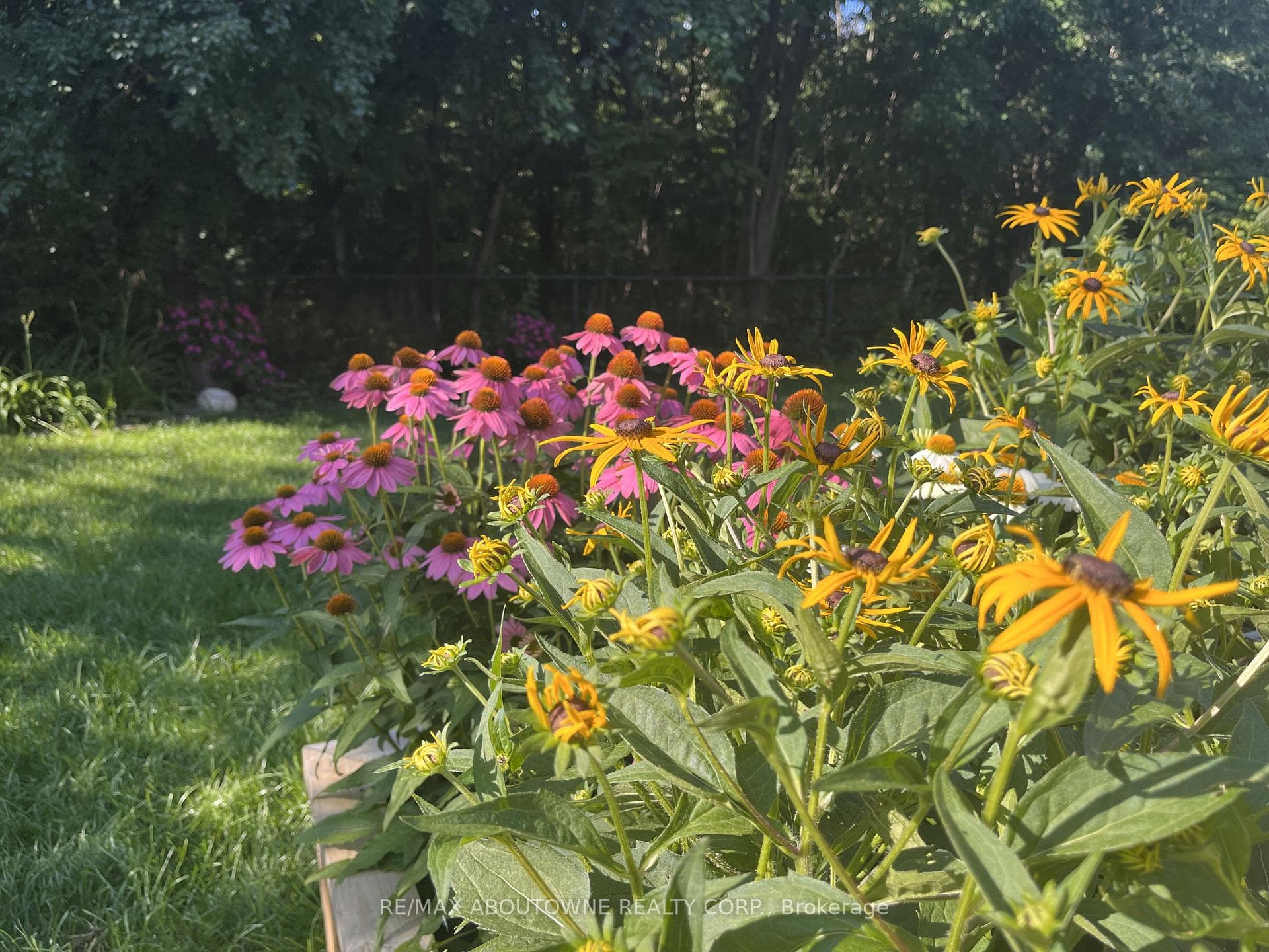Perennials