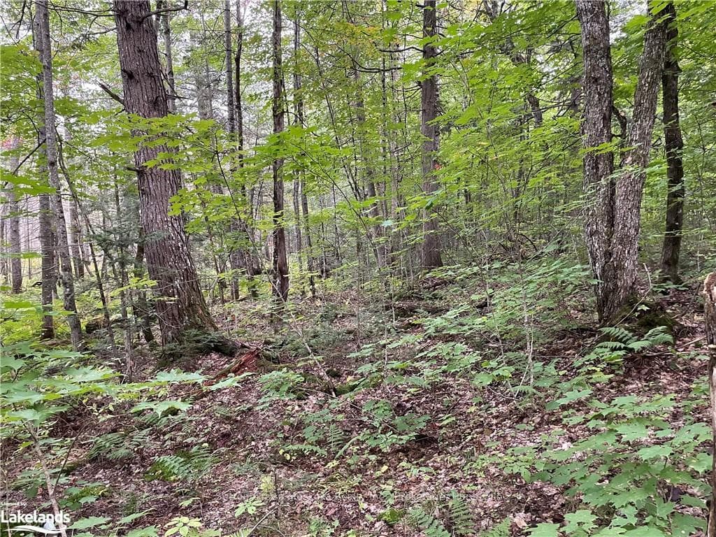 0 AXE LAKE Road photo 6