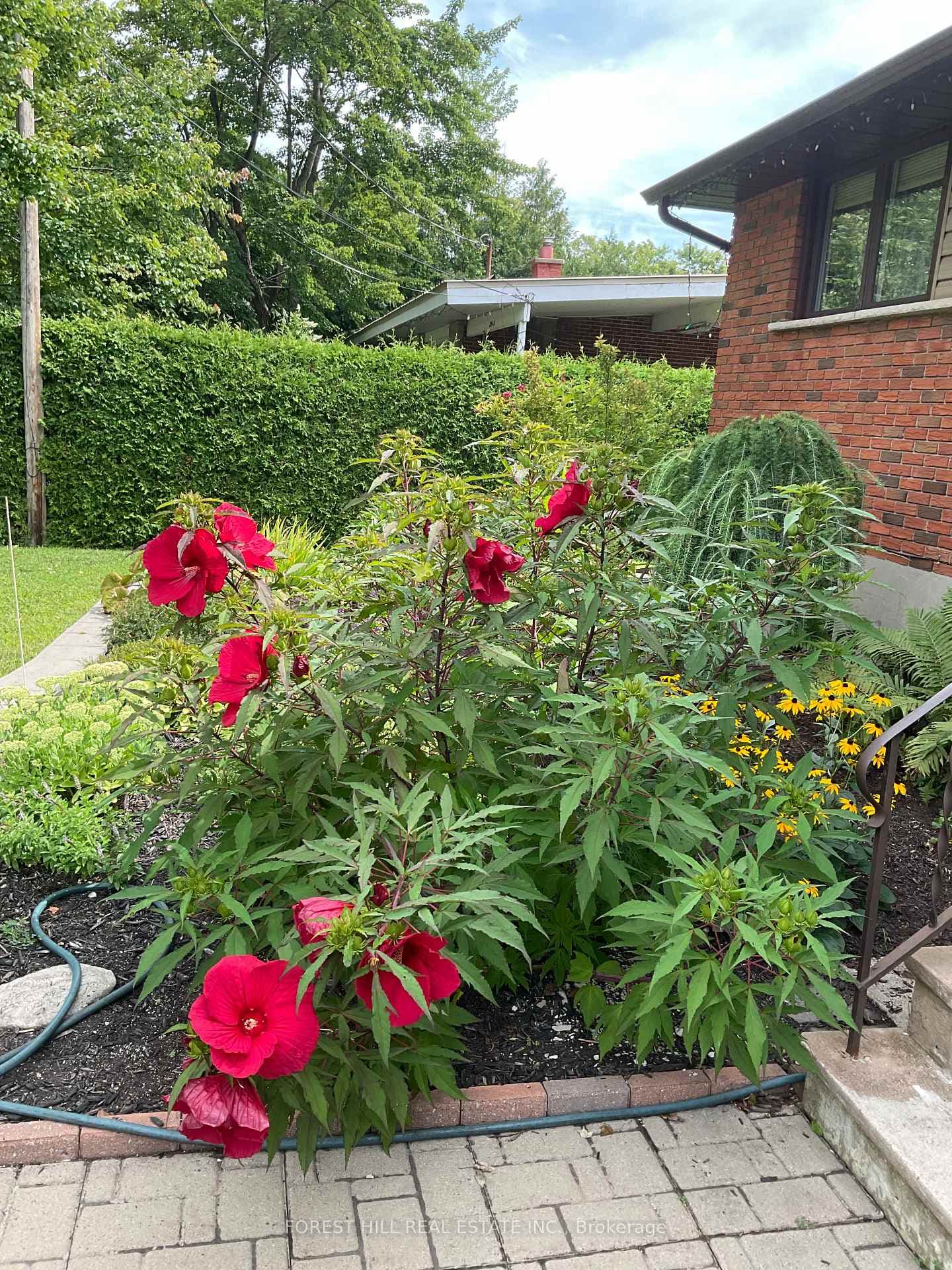 Hibiscus