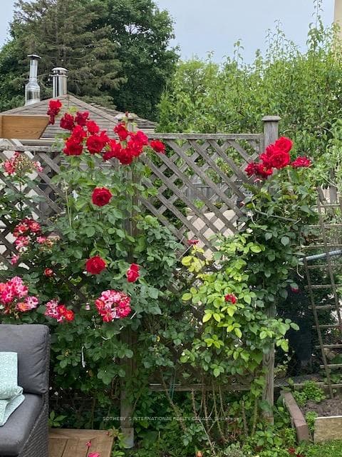 Gorgeous rose bushes