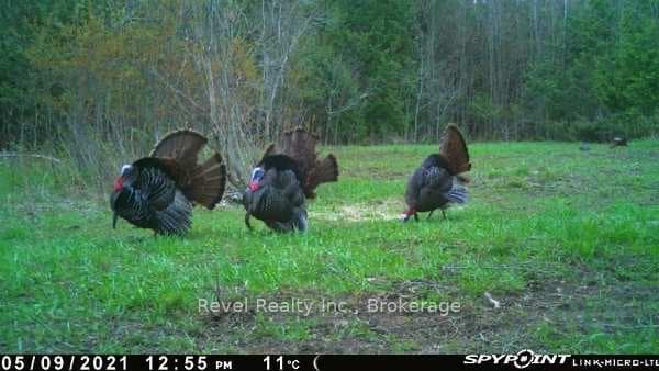 0 LILAC ROAD AT PIGEON LAKE ROAD N/A photo 10