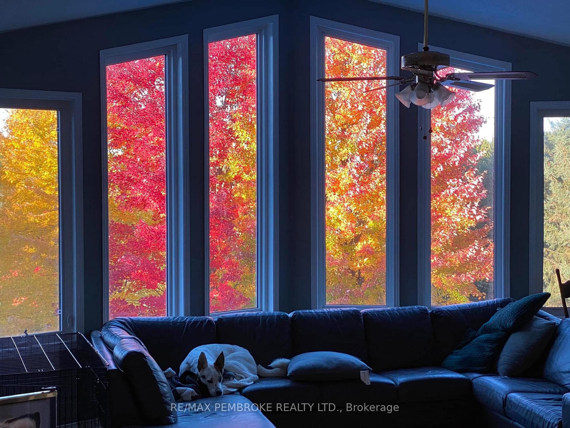 View from living room in the Fall!